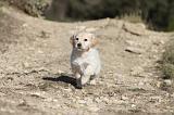 GOLDEN RETRIEVER 521